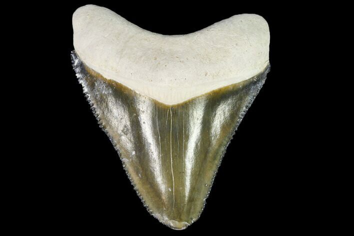 Serrated, Fossil Megalodon Tooth - Florida #110451
